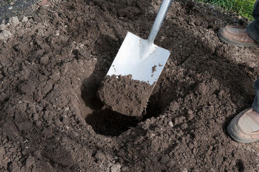 Грунт для посадки абрикоса Грунт для посадки абрикоса