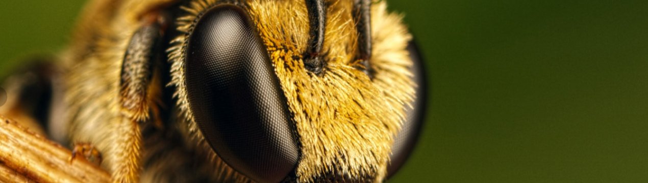 У Рівненській області ведеться розслідування загибелі бджіл