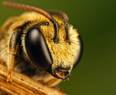 У Рівненській області ведеться розслідування загибелі бджіл