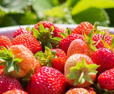 Врожайність полуниці з однієї сотки і з одного гектара