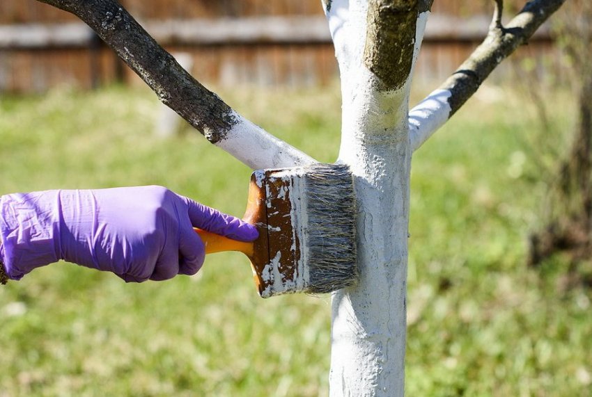 Побілка абрикоса Побілка абрикоса