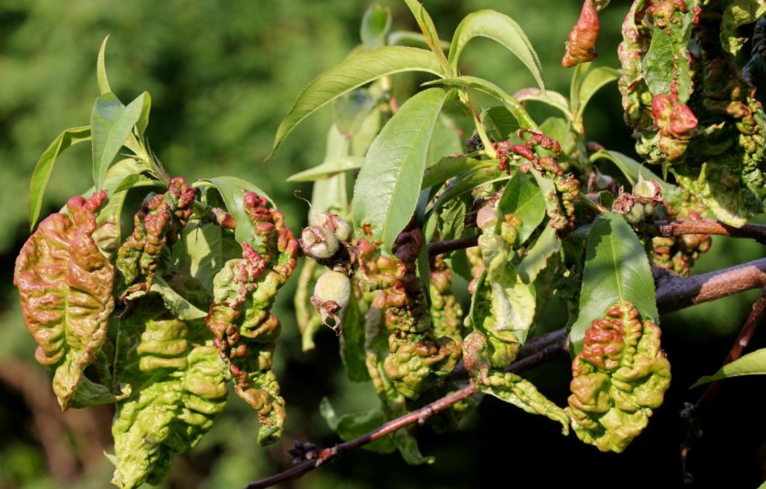 Кучерявість листя персика