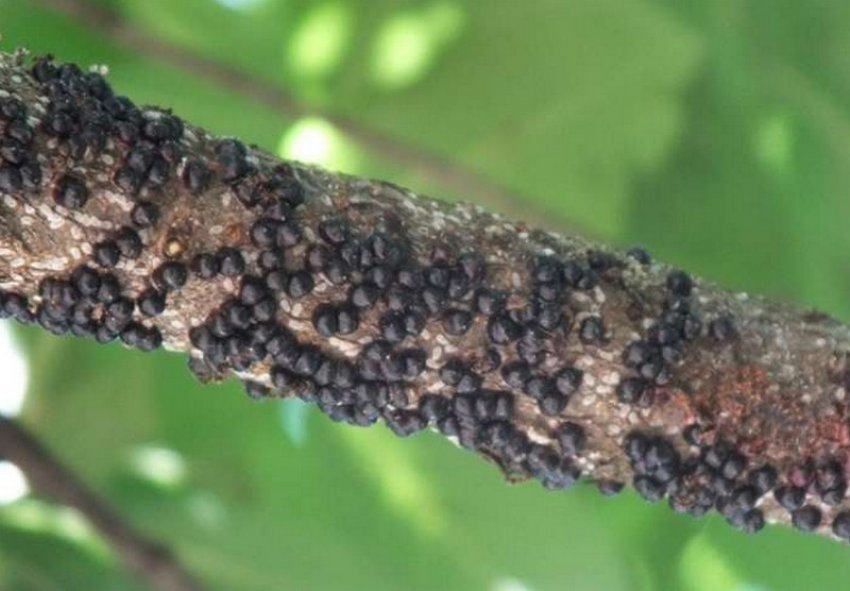 Щитівка на персику