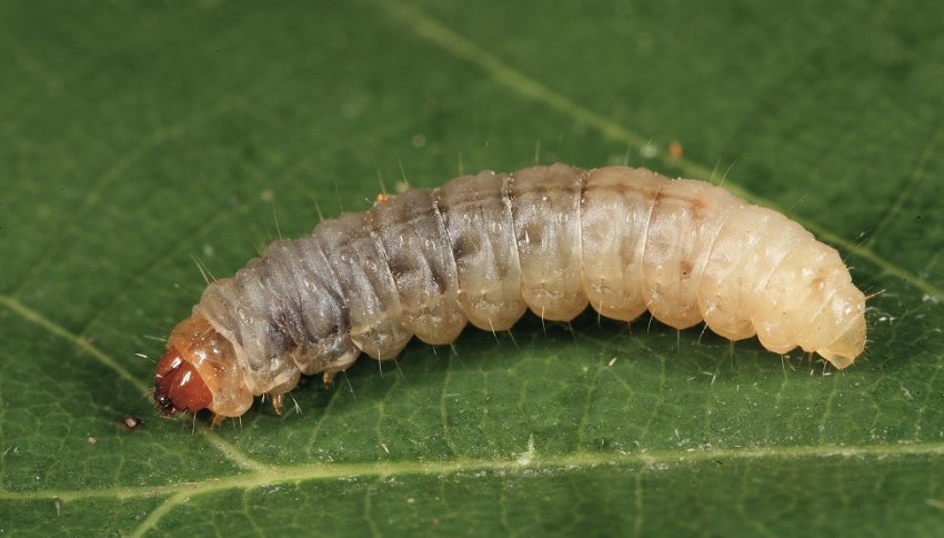 Личинка плодожерки