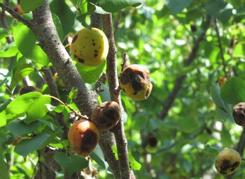 Моніліоз абрикоса Моніліоз абрикоса