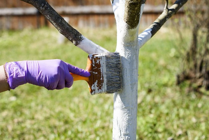Побілка персика