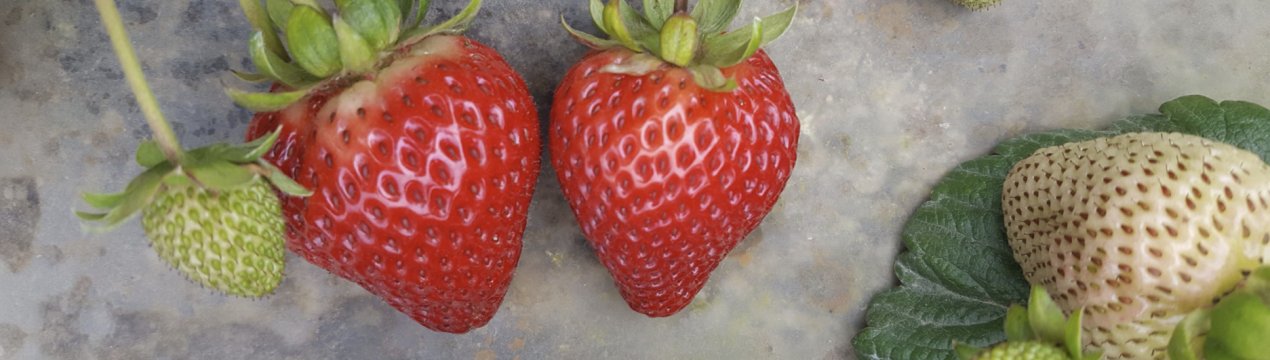 Особливості полуниці Альбіон