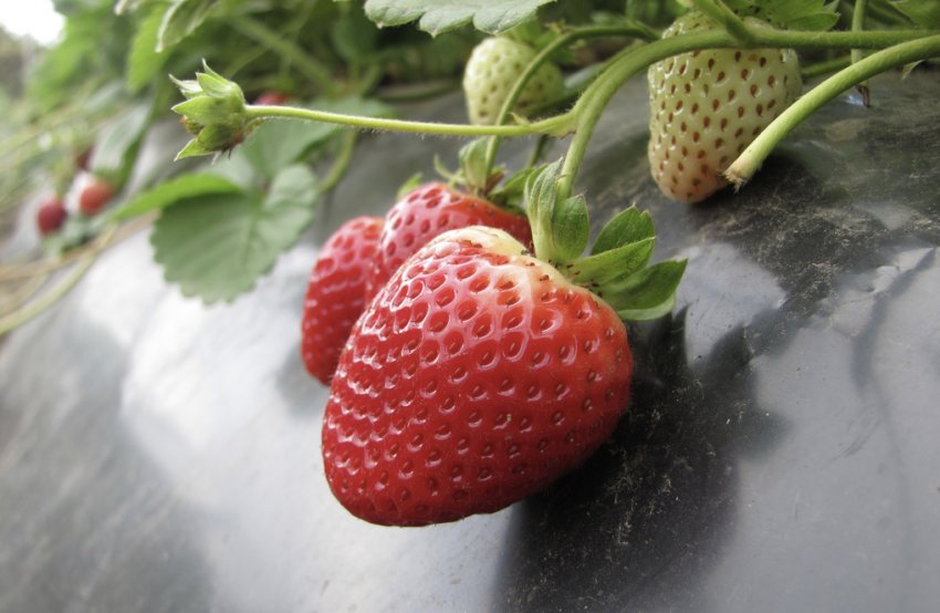 Полуниця Альбіон