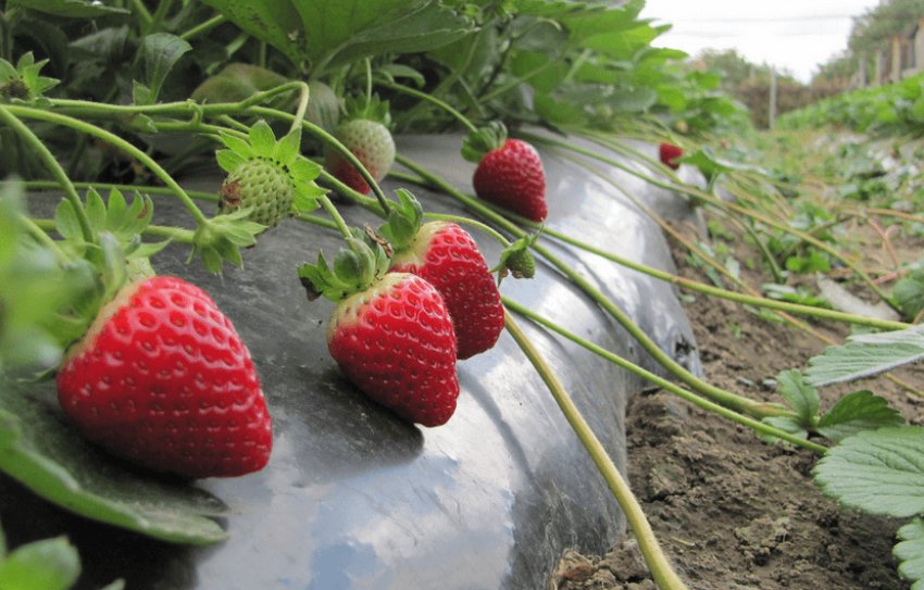 Вирощування полуниці Альбіон під укриттям