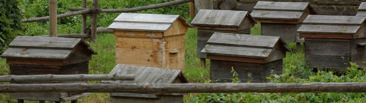 Особливості уральського бджільництва