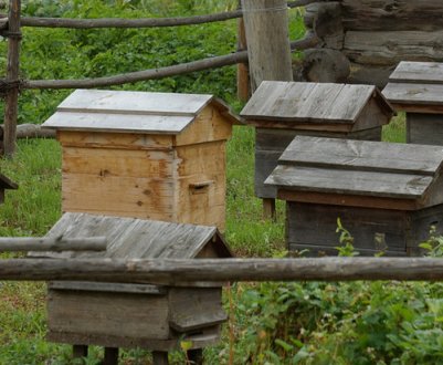 Особливості уральського бджільництва