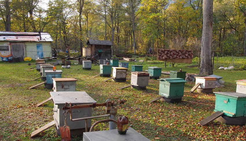 Бджільництво на Уралі
