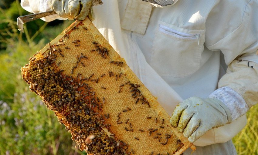 Бджоли на Уралі