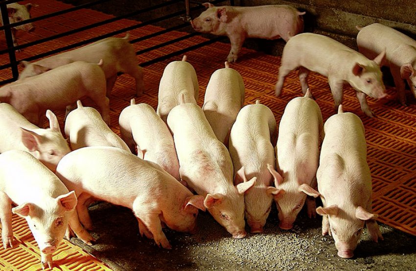 Откорма свиней в летнее время