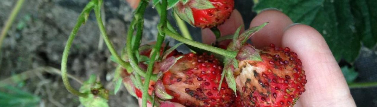 Почему у клубники мелкие ягоды?