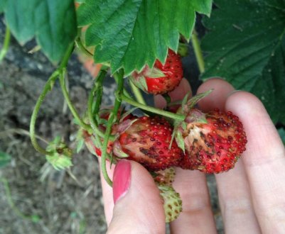 Чому у полуниці дрібні ягоди?