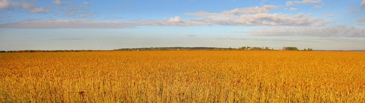 Рівненська область вийшла в лідери за кількістю аграрних розписок