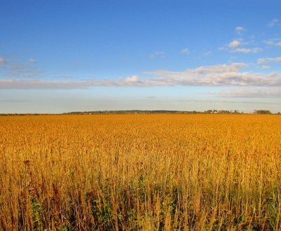 Рівненська область вийшла в лідери за кількістю аграрних розписок