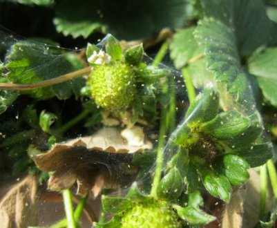 Як боротися з суничним кліщем?