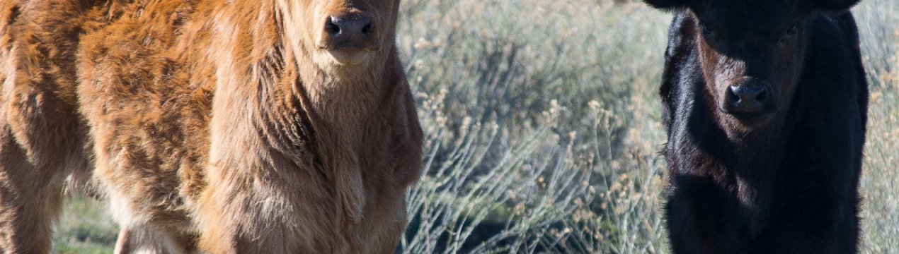 Ірландський експорт телят в Євросоюз