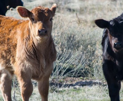 Ірландський експорт телят в Євросоюз