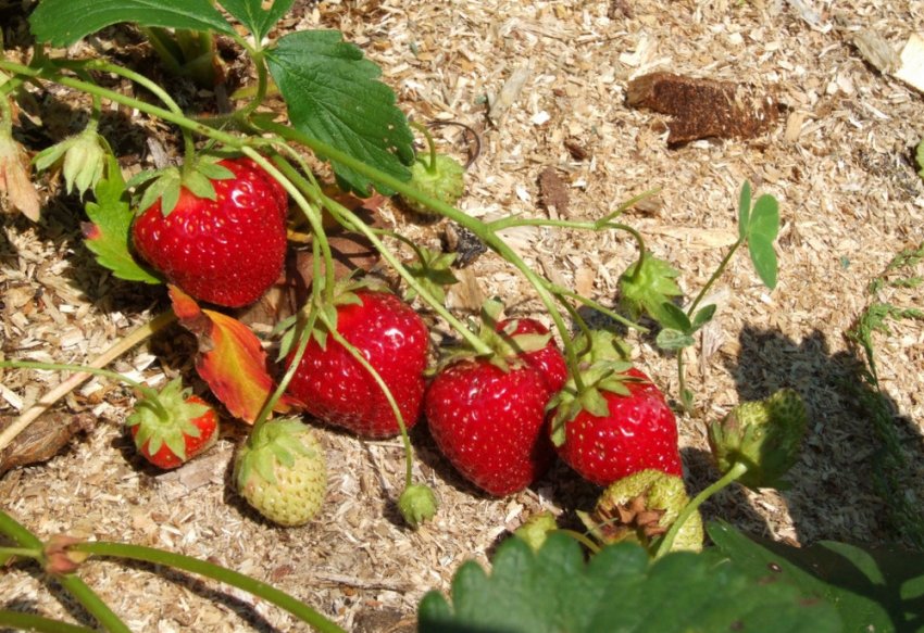 Полуниця Віма Ріна