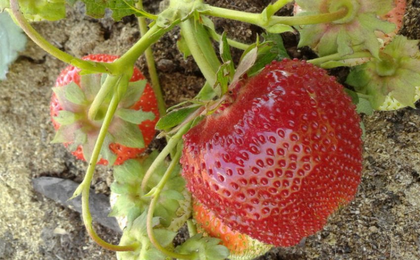 Полуниця Віма Занта