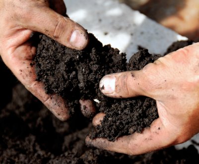 Грунт для полуниці в домашніх умовах