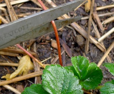 Потрібно обрізати полуницю після збору врожаю?