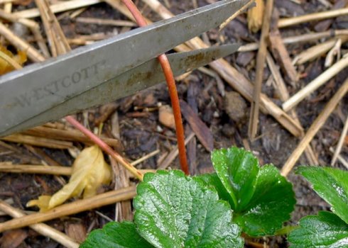 Потрібно обрізати полуницю після збору врожаю?