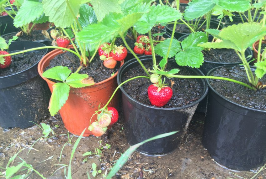 Полуниця Віма