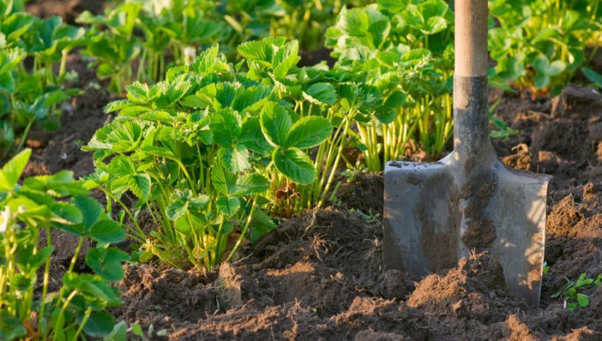 Вирощування полуниці