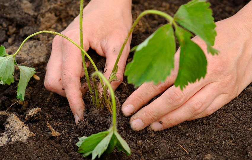 Посадка полуниці