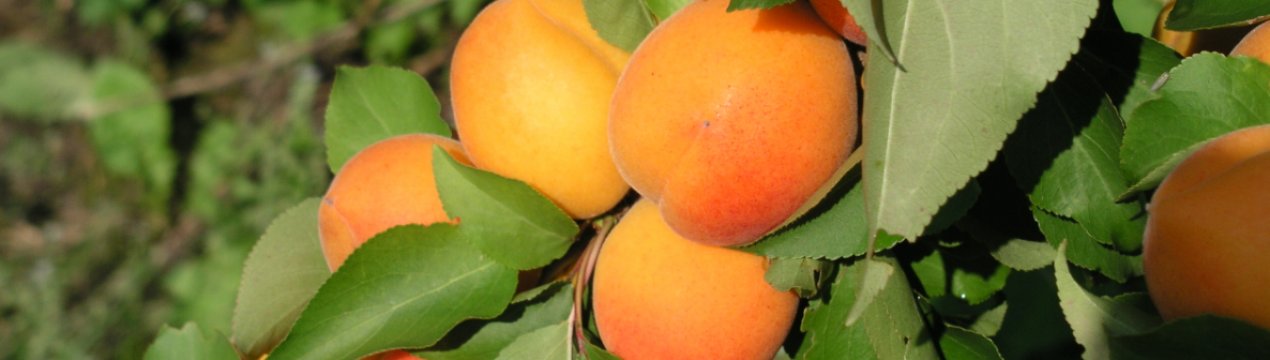 Особенности абрикоса сорта Нью-Джерси