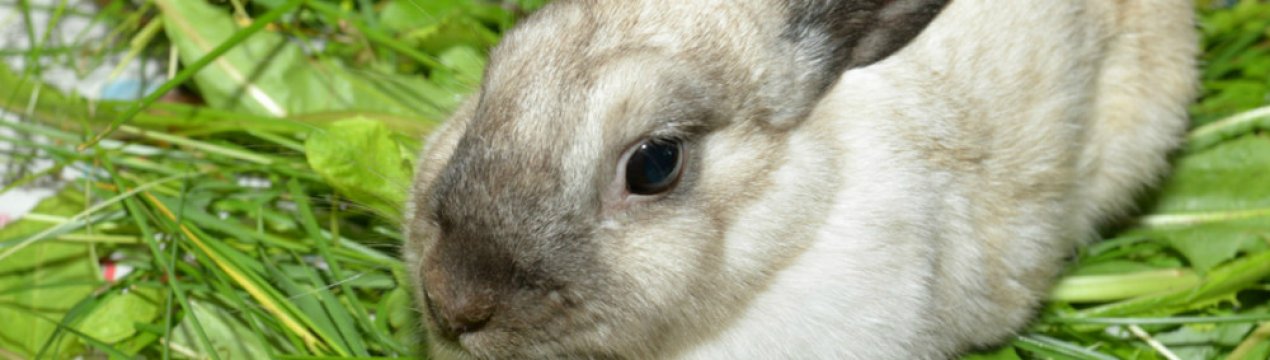 Как определить охоту у крольчихи