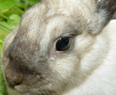 Як визначити охоту в кролиці