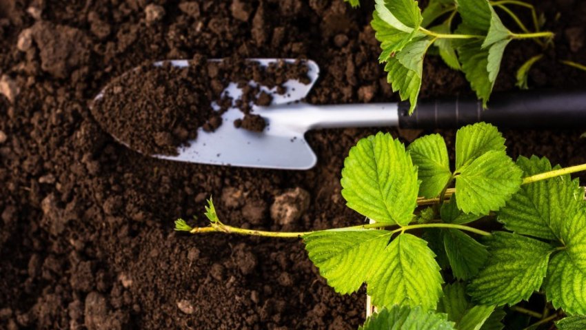 Грунт для полуниці