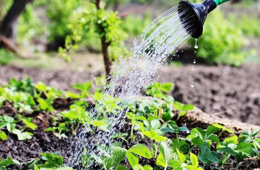 Полив полуниці