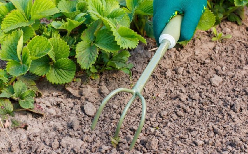 Розпушування полуниці