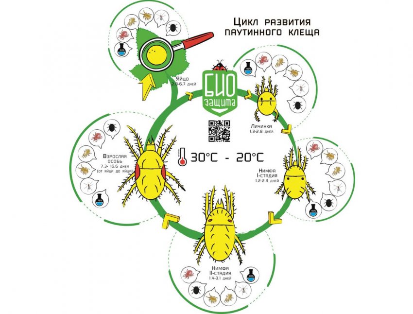 Признаки паутинного клеща на клубнике. 71490.pqs3qc.850. Признаки паутинного клеща на клубнике фото. Признаки паутинного клеща на клубнике-71490.pqs3qc.850. картинка Признаки паутинного клеща на клубнике. картинка 71490.pqs3qc.850. Садовая земляника или клубника – одна из самых любимых наших ягод. Но любим ее не только мы, но и полчища вредителей: грызущих, сосущих, атакующих наши грядки. И один из особо вредоносных и опасных – паутинный клещ. В статье расскажем, почему появляется паутинный клещ на клубнике, дадим советы по борьбе с этим вредителем.