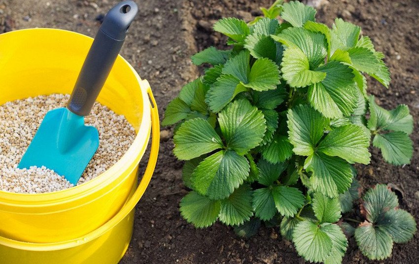 Підживлення полуниці