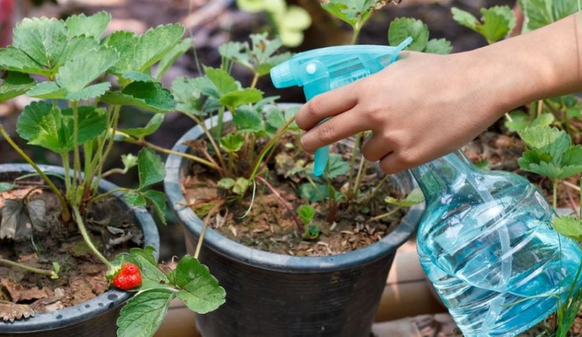Обприскування полуниці