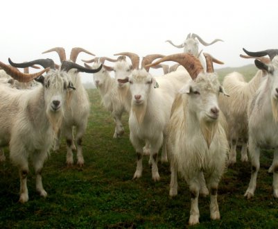 Полювання в кози