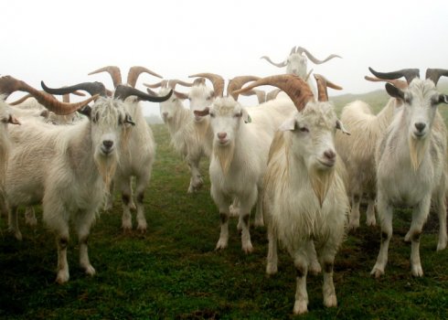 Полювання в кози