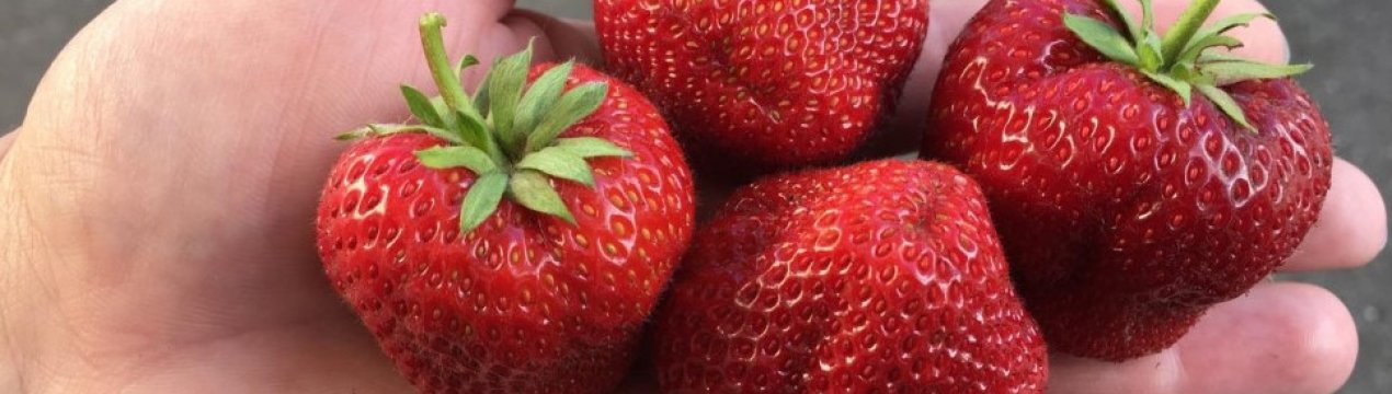 На каком расстоянии сажать клубнику фестивальная. . На каком расстоянии сажать клубнику фестивальная фото. На каком расстоянии сажать клубнику фестивальная-. картинка На каком расстоянии сажать клубнику фестивальная. картинка . Добавить в избранное