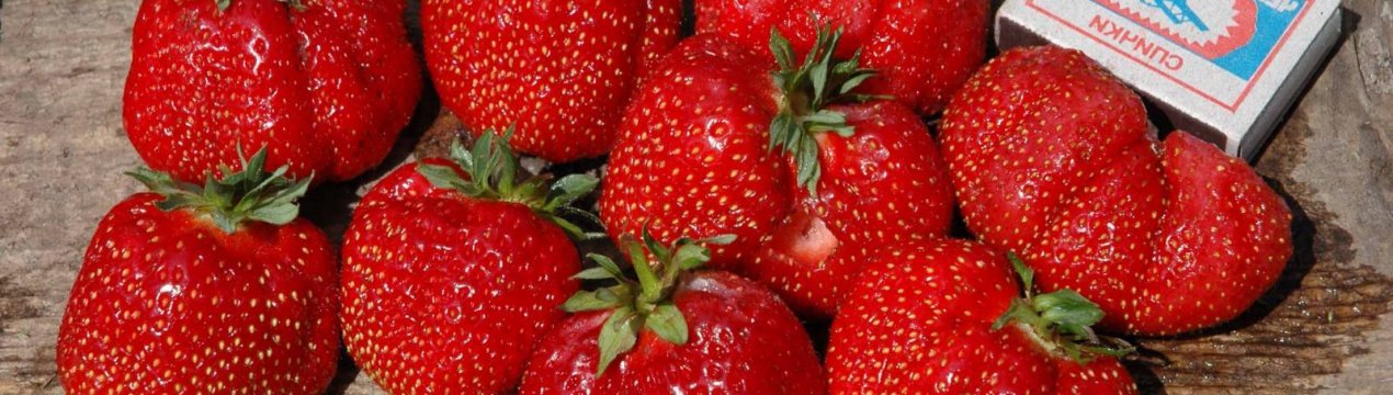 Нужно ли обрезать клубнику гигантелла. . Нужно ли обрезать клубнику гигантелла фото. Нужно ли обрезать клубнику гигантелла-. картинка Нужно ли обрезать клубнику гигантелла. картинка . Садовая земляника (часто её называют клубникой) — самая желанная и долгожданная ягода на наших огородах. Чтобы собрать богатый урожай, важно не только соблюсти все агротехнические процедуры, но и правильно выбрать подходящий сорт. Клубника голландской селекции Гигантелла — рекордсмен, не перестающий удивлять садоводов размером плодов.
