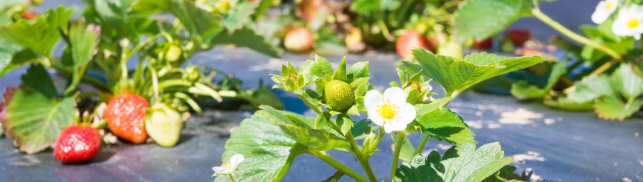 Весняний догляд за полуницею