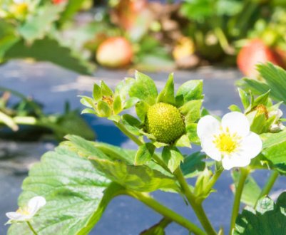 Весняний догляд за полуницею