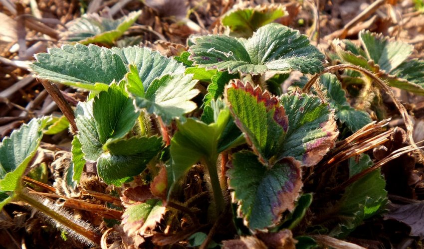 Полуниця навесні