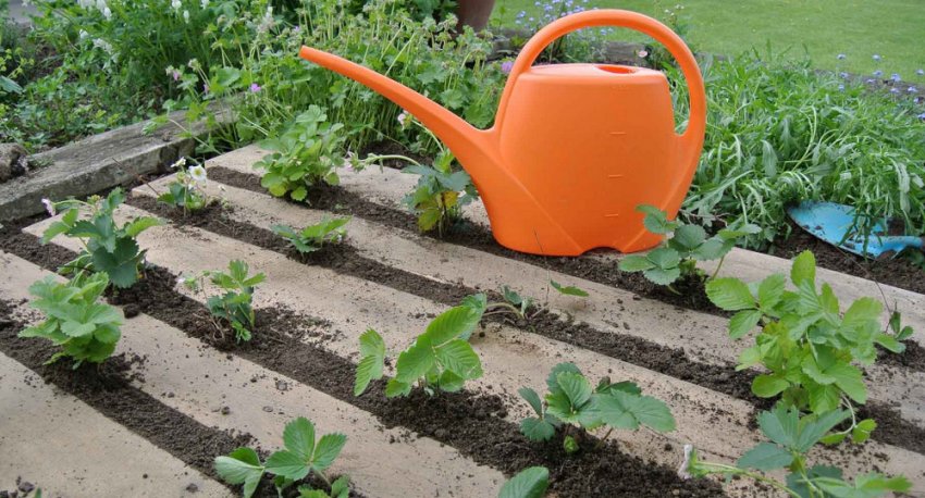 Полив полуниці